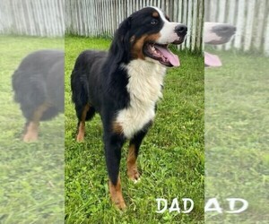 Father of the Bernese Mountain Dog puppies born on 09/29/2022