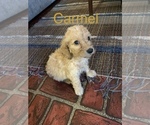 Small Photo #7 Aussiedoodle Puppy For Sale in WOODLEAF, NC, USA