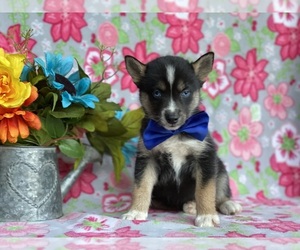 Pomsky Puppy for sale in LANCASTER, PA, USA
