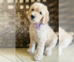 Puppy Periwinkle Pup Goldendoodle