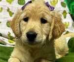 Puppy Purple Stripes English Cream Golden Retriever