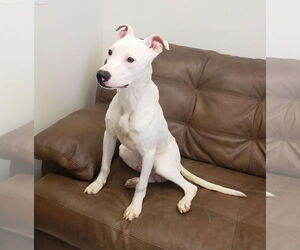 American Pit Bull Terrier-Whippet Mix Dogs for adoption in Mt. Gilead, OH, USA