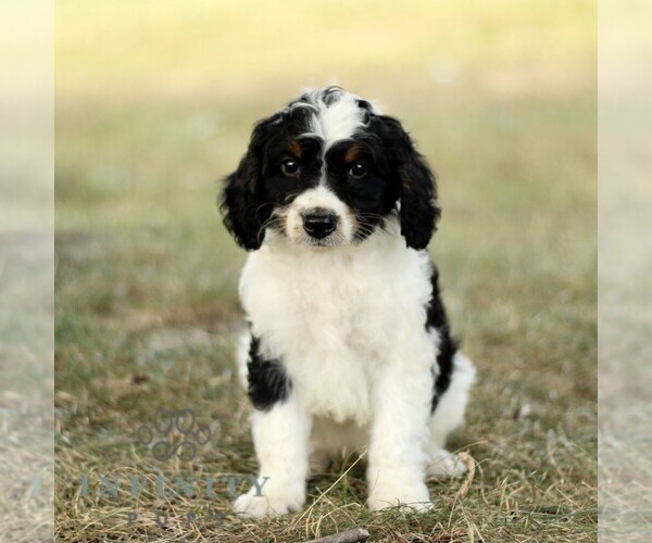 Medium Photo #1 Bernedoodle (Miniature) Puppy For Sale in NEW HOLLAND, PA, USA