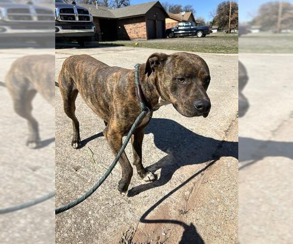 Medium Photo #1 Mutt Puppy For Sale in Oklahoma City, OK, USA