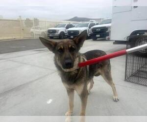 German Shepherd Dog Dogs for adoption in Corona, CA, USA