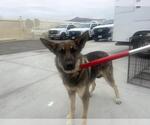 Small German Shepherd Dog