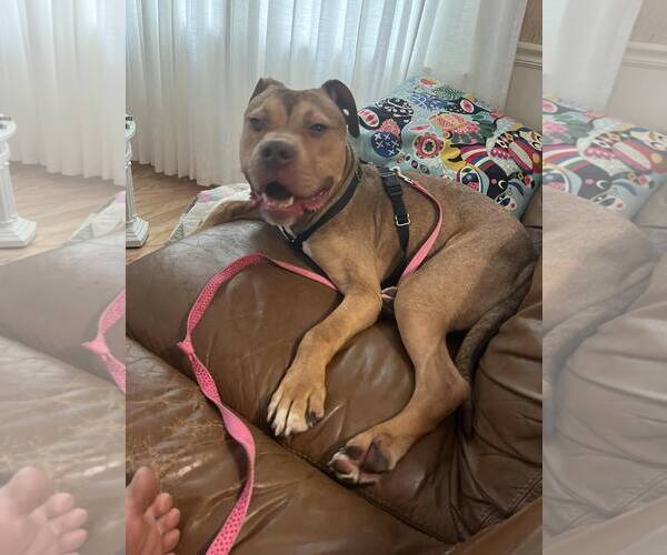 Medium Photo #5 American Pit Bull Terrier Puppy For Sale in Rockville, MD, USA