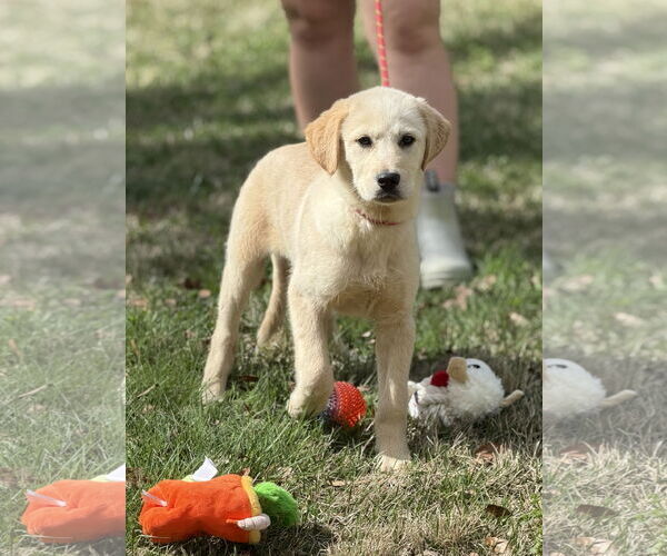 Medium Photo #4 Great Pyrenees-Unknown Mix Puppy For Sale in Yardley, PA, USA