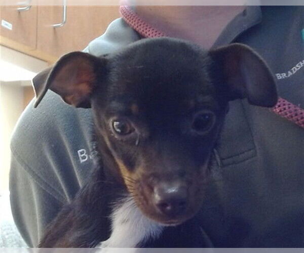 Medium Photo #1 Chihuahua Puppy For Sale in Sacramento, CA, USA