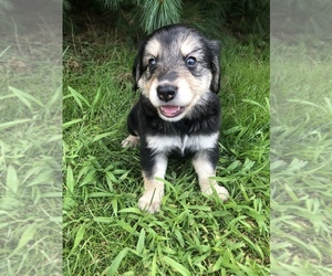 Borador Puppy for sale in PERU, IN, USA