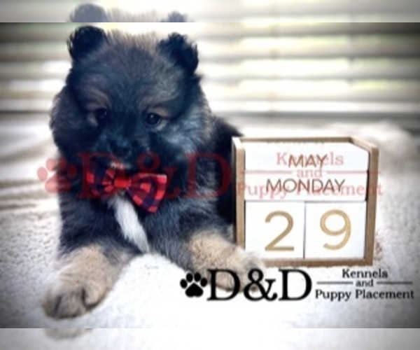 Medium Photo #1 Pomeranian Puppy For Sale in RIPLEY, MS, USA
