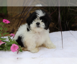Shih Tzu Puppy for sale in SHILOH, OH, USA