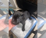 Small Photo #3 Cane Corso Puppy For Sale in SAN DIEGO, CA, USA