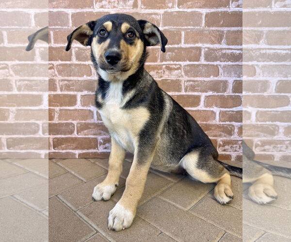 Medium Photo #1 Gerberian Shepsky Puppy For Sale in Corona, CA, USA