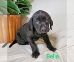 Puppy 3 Labrador Retriever-Rhodesian Ridgeback Mix