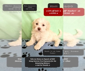 Havanese-Zuchon Mix Puppy for sale in TUCSON, AZ, USA