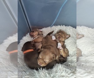 Chihuahua Litter for sale in VADNAIS HEIGHTS, MN, USA