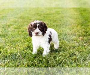 Cocker Spaniel Puppy for sale in MILLERSBURG, IN, USA