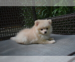 Small #4 Pomeranian