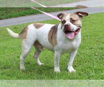 Small #2 American Pit Bull Terrier Mix