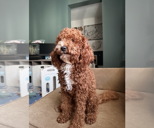 Medium Photo #1 Golden Cavadoodle Puppy For Sale in PALM BAY, FL, USA