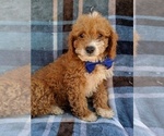 Small Photo #3 Cavachon-Poodle (Toy) Mix Puppy For Sale in LANCASTER, PA, USA