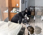 Small #1 Siberian Husky