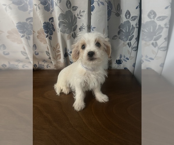 Medium Photo #8 Morkie Puppy For Sale in DURHAM, CT, USA