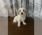 Small #7 Morkie