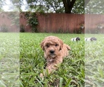 Small Photo #3 Goldendoodle (Miniature) Puppy For Sale in SPRING, TX, USA
