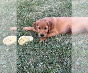 Golden Retriever Puppy for sale in TOMAH, WI, USA
