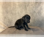 Small #7 Labrador Retriever