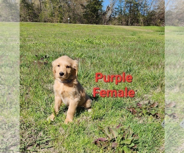 Medium Photo #15 Goldendoodle Puppy For Sale in CLARKSVILLE, TX, USA