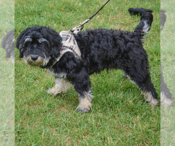 Medium Photo #2 Maltichon Puppy For Sale in Huntley, IL, USA