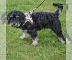 Small #1 Maltichon