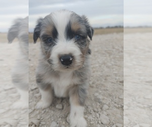 Australian Shepherd Puppy for sale in TAYLOR, TX, USA