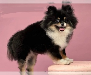 Pomeranian Puppy for sale in EASTVALE, CA, USA