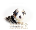 Puppy 5 Miniature Australian Shepherd-Miniature Bernedoodle Mix
