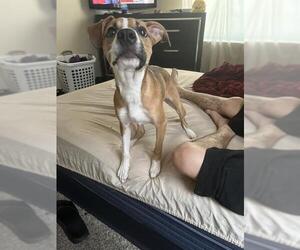 Mutt Dogs for adoption in San Antonio, TX, USA