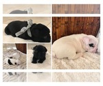 Small Photo #1 French Bulldog Puppy For Sale in HIALEAH, FL, USA