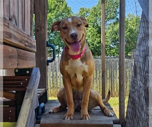 American Pit Bull Terrier-Labrador Retriever Mix Dogs for adoption in Munford, TN, USA