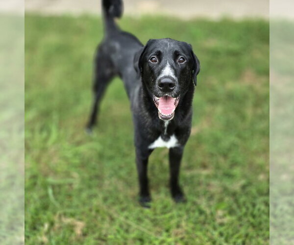 Medium Photo #5 Great Dane-Poodle (Standard) Mix Puppy For Sale in McKinney, TX, USA