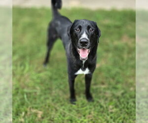 Alfie - Male Great Dane-Poodle (Standard) Mix Dog for Adoption - Photo #5