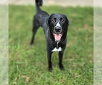 Small #4 Great Dane-Poodle (Standard) Mix