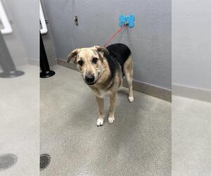 Labrador Retriever-Unknown Mix Dogs for adoption in Las Vegas, NV, USA