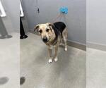 ACE - Male Labrador Retriever-Unknown Mix Dog for Adoption - Small photo