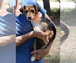 Small #3 Dachshund Mix