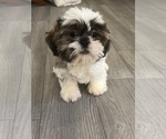 Small Photo #3 Shih Tzu Puppy For Sale in MARTINSVILLE, IN, USA
