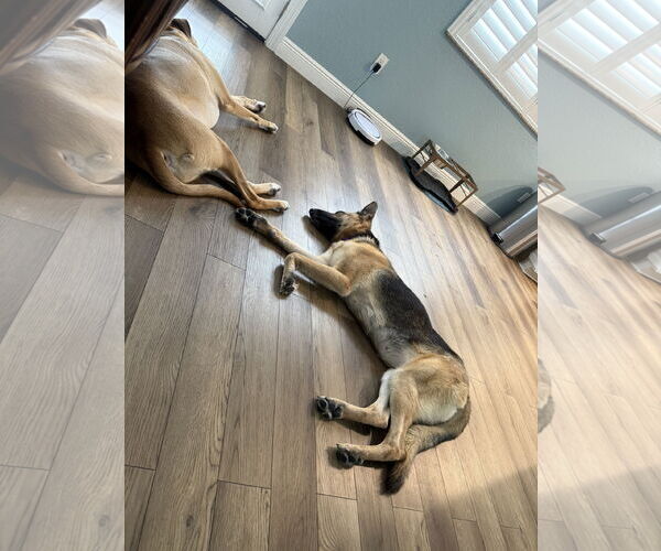 Medium Photo #4 German Shepherd Dog Puppy For Sale in Lighthouse Point, FL, USA