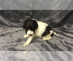 Small Photo #3 English Setterdoodle Puppy For Sale in CHETEK, WI, USA